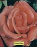 Prince Klaus rose photo