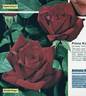 Antonia Ridge ® rose photo
