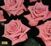 Kimbo rose photo