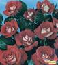 Scherzo ® rose photo
