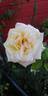 Peace, Cl. rose photo