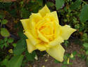 Golden Charm rose photo