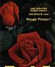 Rouge Pineau rose photo