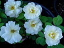 Grand Prize ™ rose photo