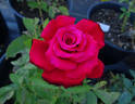 Grande Amore ® rose photo