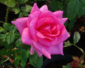 Great Scott rose photo