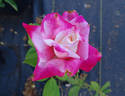 Headliner rose photo