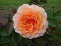 Honey Perfume ™ rose photo