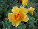 Honey Perfume ™ rose photo