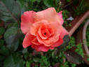 Honeysweet rose photo