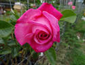 Hoochie Koochie rose photo
