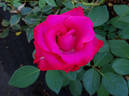 Hot Prince rose photo