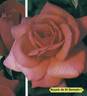 Royale de St Germain rose photo