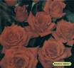 Salvatore Adamo rose photo