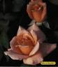 Rêve de Deauville rose photo
