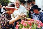 Hertogin van Limburg rose photo