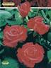 Reverie rose photo
