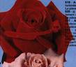 Ajaccio rose photo