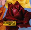 Norita ® rose photo