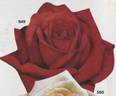Atoll rose photo