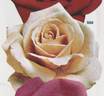 Whisky rose photo