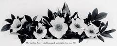 R. carolina rose photo