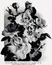 Rose Bradwardine rose photo