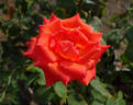 Impulse rose photo