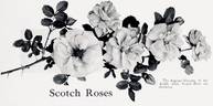 Double White Scotch rose photo