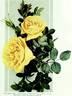 Harison's Yellow rose photo