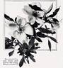 <i>Rosa humilis</i> Besser, syn. rose photo