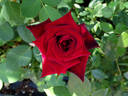 Ink Spots rose photo