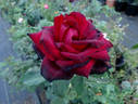 Ink Spots rose photo