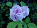 Intermezzo rose photo
