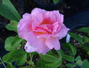 Invitation (hybrid tea, Swim rose photo