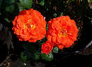 Iris Webb rose photo