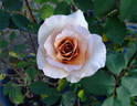 Irish Crème rose photo