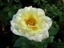 Irish Hope rose photo