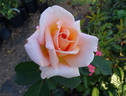 It's Showtime rose photo