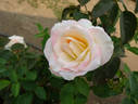 Ivory Tower rose photo