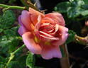 Kaleidoscope rose photo