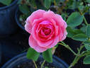 Kimono ® rose photo
