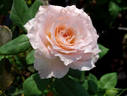 Kisme rose photo