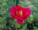 Kleopatra ® rose photo