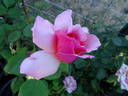 Kolkhoznitsa rose photo