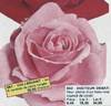Docteur Debat rose photo