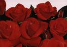 Orange Sensation ® rose photo