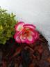 Hula Hoop rose photo
