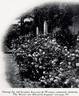 Souvenir of Wootton rose photo