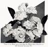 White Baby Rambler rose photo